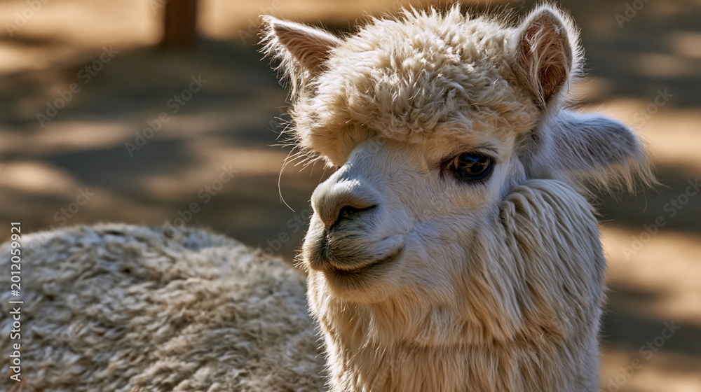 Fototapeta premium Fluffy White Alpaca Resting on Sunlit Farm Pasture, Exuding Comfort and Playfulness in a Peaceful Rural Setting