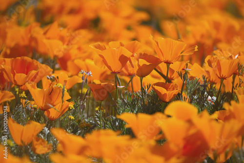 Fotografie Vibrant poppy flowers in motion, sharp center, Antelope Valley, California