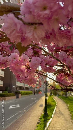 Dolly out shot of double cherry blossoms in the early morning
