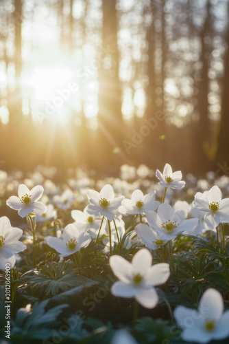 A field of white flowers basking in the warm sunlight vertical frame