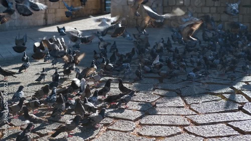 Person scaring a large flock of pigeons in a city square. Numerous city pigeons gathered on a historic cobblestone square eating food when suddenly a person runs through, scaring them