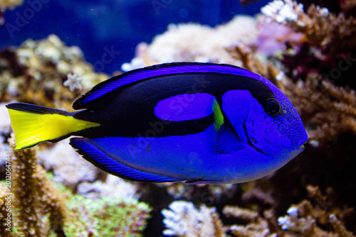 Poisson chirurgien bleu vibrant nageant dans un récif corallien tropical