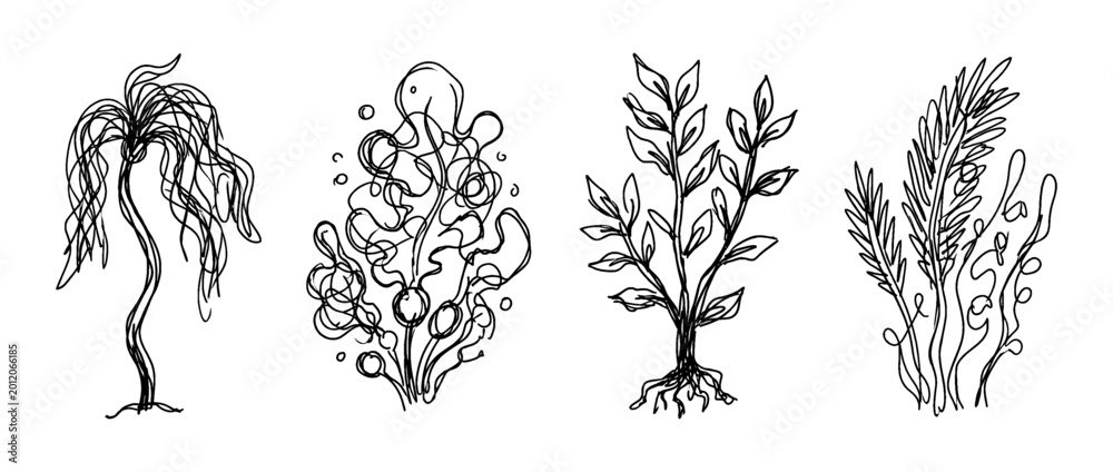 Fototapeta premium kelp , pen scribble , kid Hand drawn , vector