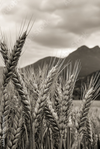 A black and white photo of a field of wheat vertical frame