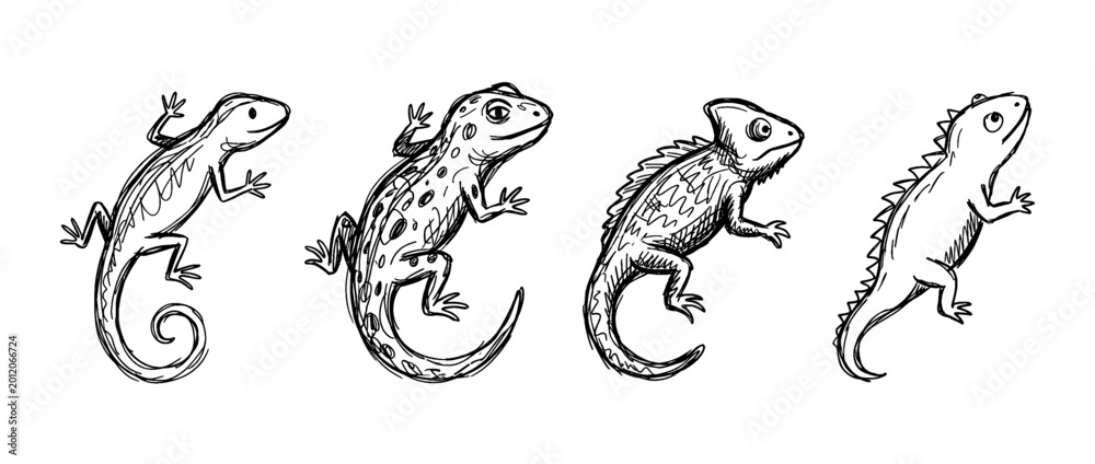 Fototapeta premium lizard , pen scribble , kid Hand drawn , vector