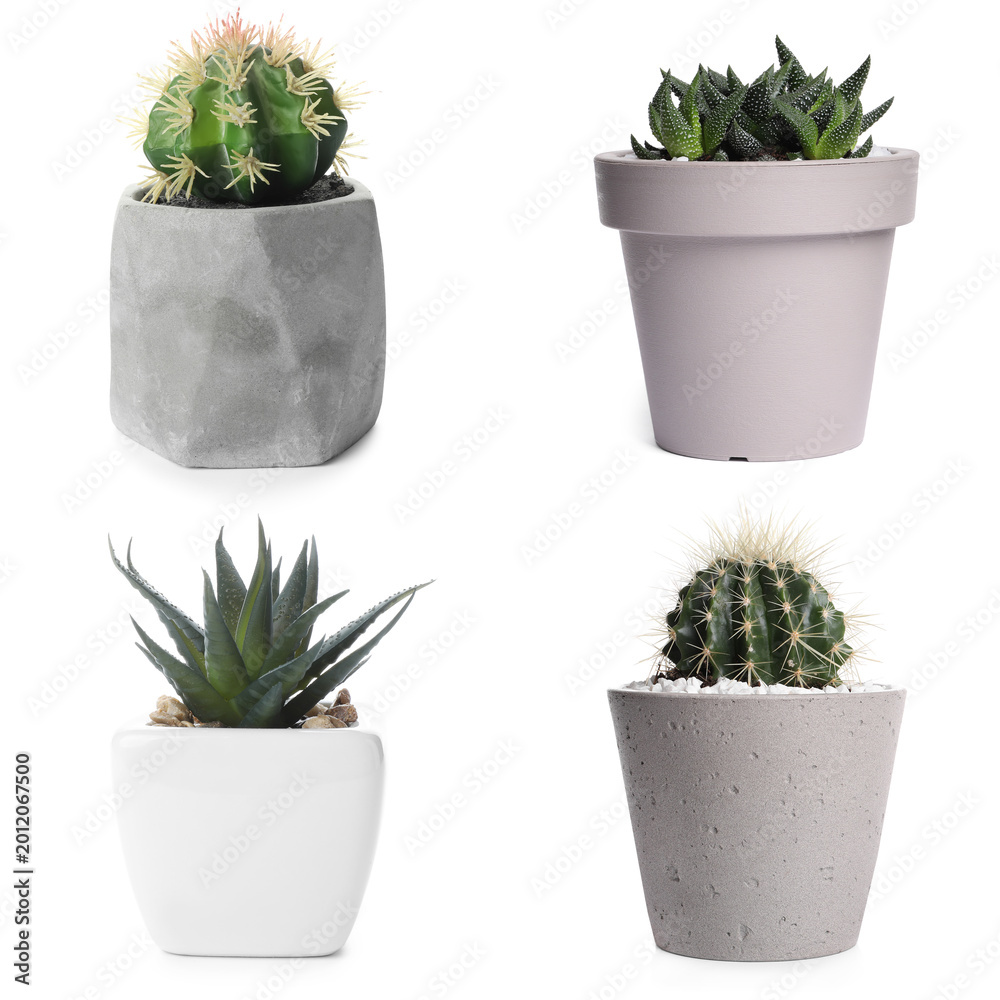 Fototapeta premium Different succulents in pots isolated on white, set