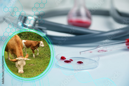 Принти на полотні Cow and laboratory equipment, blood samples and medical tools, veterinary diagno