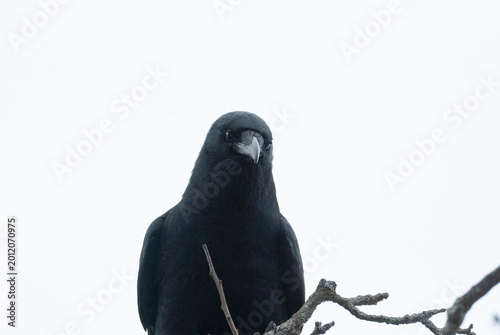 American Crow on a branch