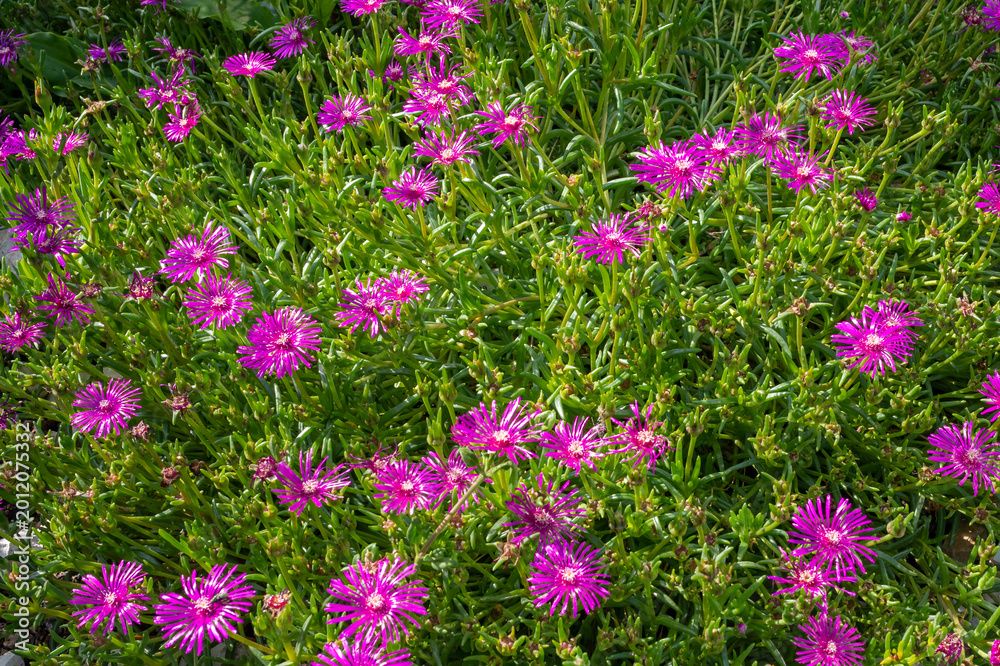 Fototapeta premium Pattern of Mesembryanthemum succulent flowers purple blooming in green garden
