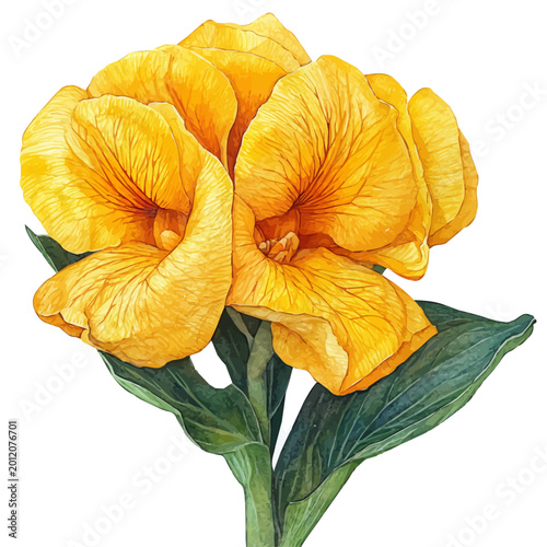 Φωτογραφία Wallflower Flower, watercolor vector, isolated on a white background