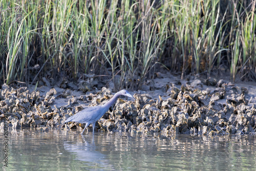 Quadro su tela A mature little blue heron walking along the shoreline in the estuary among oyst
