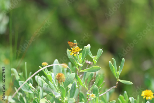 Fotografie A fiery skipper butterfly on a sea oxeye flower