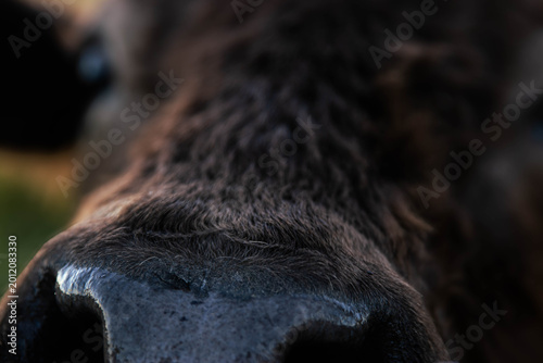 Bild auf Leinwand Cow