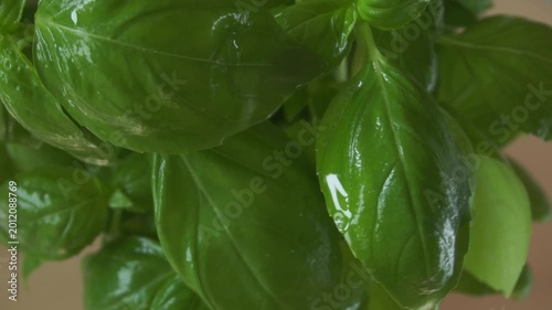 Organic green basil growing. Nature healthy food backdrop.Vegetarian concept. Italian herbs, aromatic Basils plant rotating, closeup, macro shot 