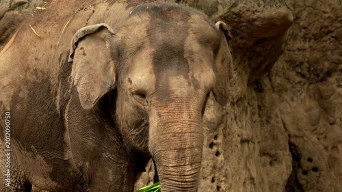 cute small elephant, epic portrait pretty new born baby calf in forest. herd family of African elephants grazing on grasslands of South Africa, revealing scale difference and growth from calf to bull