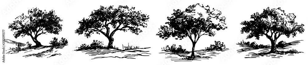 Fototapeta premium Leafy trees and garden landscape collection in hand drawn engraving style
