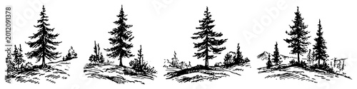 Foto Spruce trees collection for forest landscape design in vintage engraving style