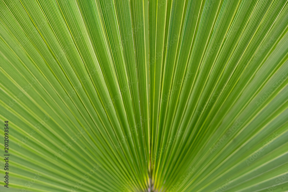 Fototapeta premium Palmblatt (Arecaceae)
