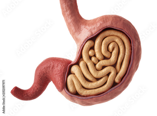 Photos Isolated detailed 3D illustration of human stomach and coiled small intestine, a