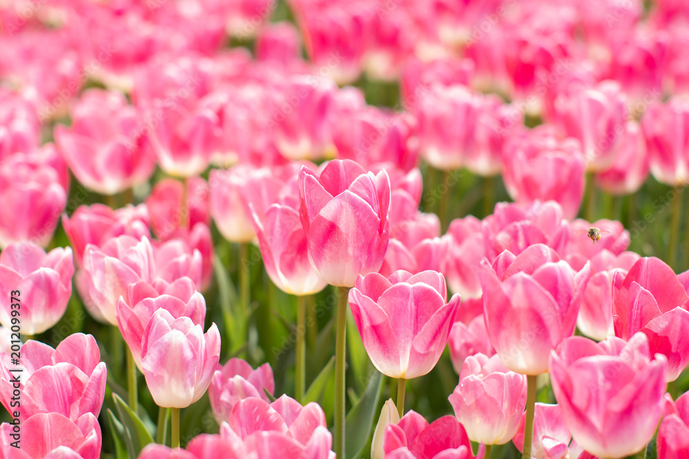 Obraz premium Beautiful field with pink and white tulips at summer time