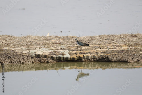 Bild auf Leinwand Northern Lapwing taking a graceful step in the wetland field. 2