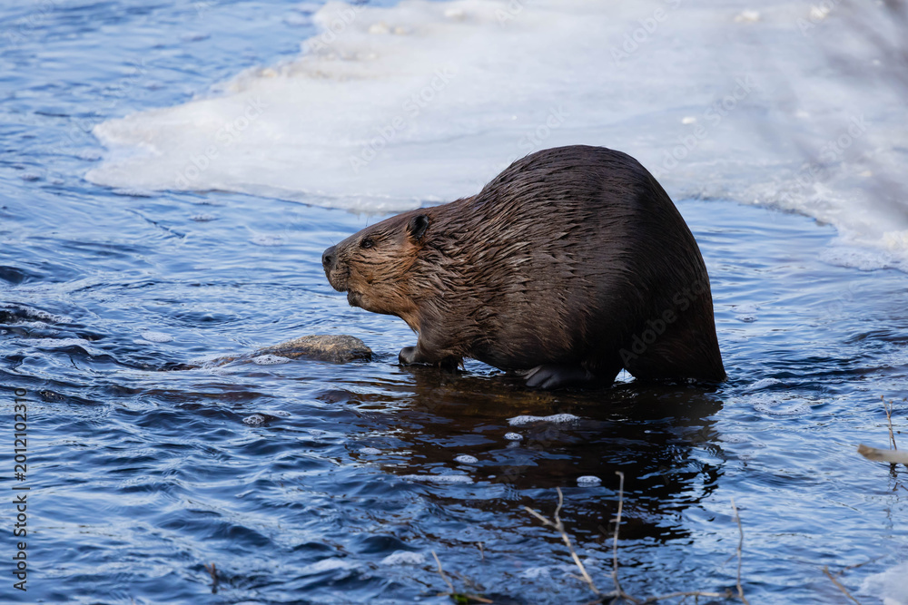 Naklejka premium Beaver sitting next to a sheet of ice 