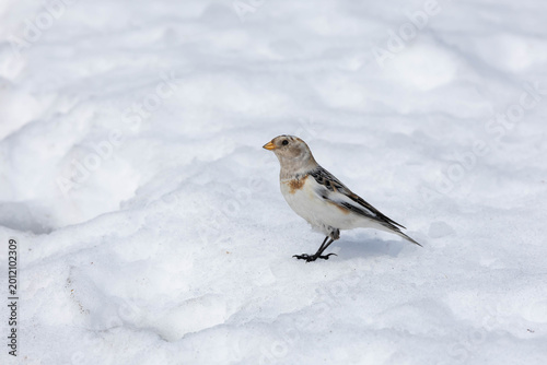 Canvas Print Snow Bunting standing on a snowbank