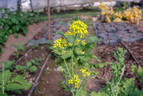 Homegrown organic turnip flowers in greenhouse for sustainable living
