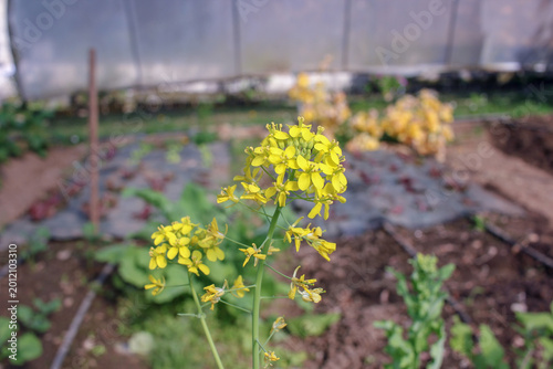 Organic turnip flowers growing in a private greenhouse