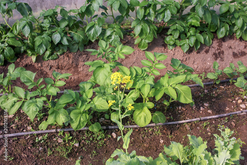 Organic turnip crop flowering under controlled greenhouse conditions