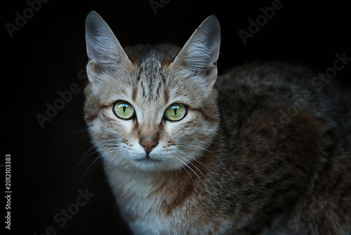 Photography Arabian wildcat, Felis silvestris Gordon, is a rare subspecies of wild cats