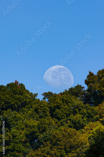 Canvas Print Daytime waning gibbous moon rising over lush green forest trees against clear bl