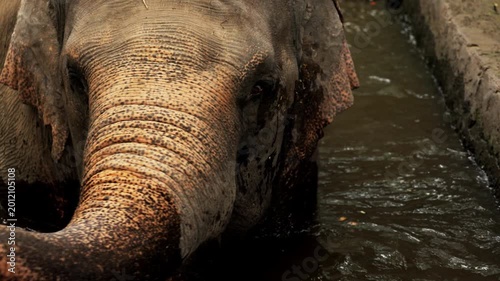 cute small elephant calf play in water. herd family of African elephants grazing on grasslands of South Africa, revealing scale difference and growth from calf to adult. Closeup portrait elephant