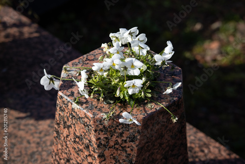 Foto White viola flowers on granite cemetery monument