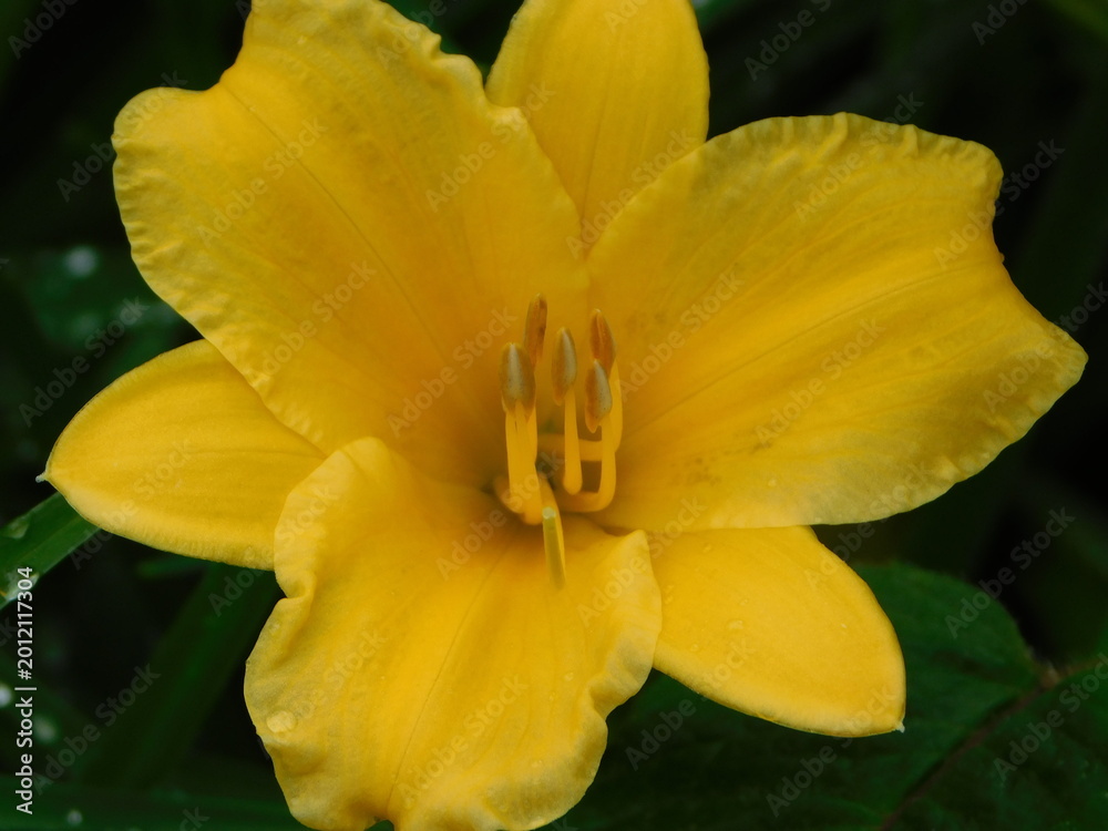 Fototapeta premium yellow flower