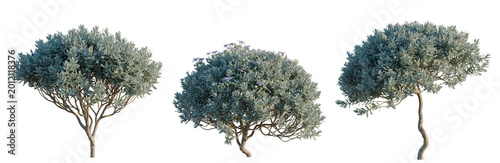 Fotografía Cistus albidus tree, elevation, front view, cutout, transparent background, isol