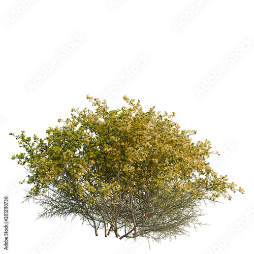 Tableau sur toile Genista scorpius tree, elevation, front view, cutout, transparent background, isolate, Detailed close-up of a vibrant desert shrub with intricate foliage and sunlit branches