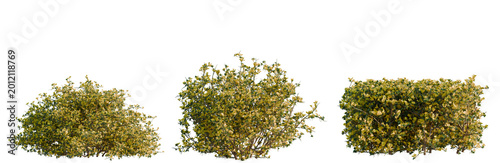 Tableau sur toile Genista scorpius tree, elevation, front view, cutout, transparent background, isolate, Beautiful blooming cherry blossom tree branch close-up, delicate spring floral background