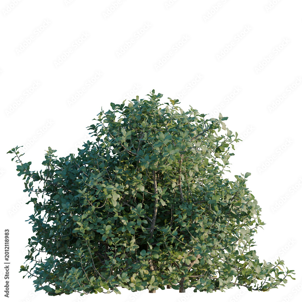 Obraz premium Quercus coccifera tree, elevation, front view, cutout, transparent background, isolate, Detailed green leaves close-up, high resolution image, nature background, elegant design