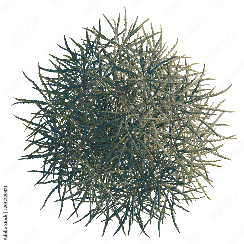 Fototapeta premium Dizygotheca elegantissima tree plan, top view, cutout, transparent background, isolate, Detailed close-up of a vibrant green cactus with intricate details and textures.