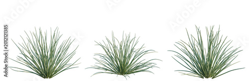 Konstfotografi Allium mongolicum tree, elevation, front view, cutout, transparent background, i