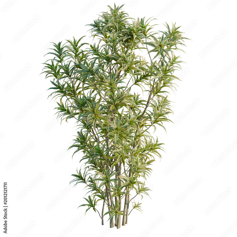 Fototapeta premium Dracaena reflexa tree, elevation, front view, cutout, transparent background, isolate, Close-up of a lush green bamboo grove, a serene natural scene perfect for background use.