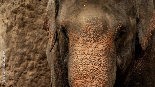 Closeup cute small elephant, epic portrait baby calf in forest. herd family of African elephants grazing on grasslands of South Africa, revealing scale difference and growth from calf to bull