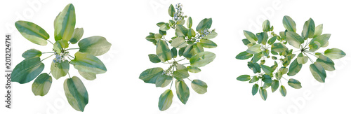 Foto Echinodorus grandiflorus tree plan, top view, cutout, transparent background, is