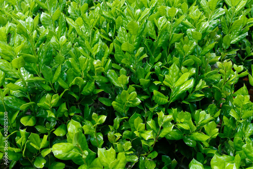 Manhattan Euonymus- a versatile, fast-growing, broadleaf evergreen shrub 