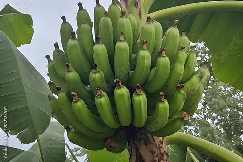 bunch of bananas on tree