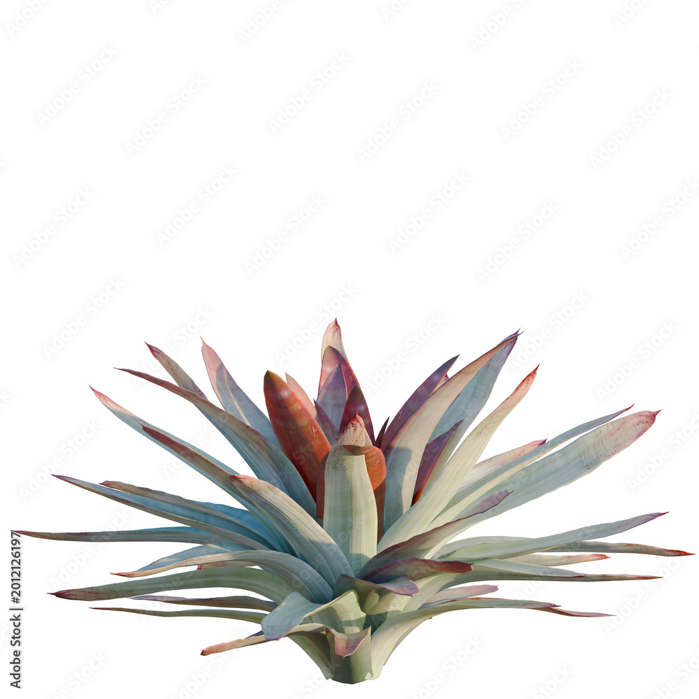 Obraz premium Alcantarea imperialisi tree, elevation, front view, cutout, transparent background, isolate, Vibrant bromeliad plant close-up, lush green leaves, tropical beauty, nature's artistry