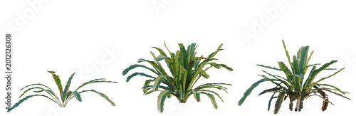 Obraz na plátne Asplenium nidus tree, elevation, front view, cutout, transparent background, iso
