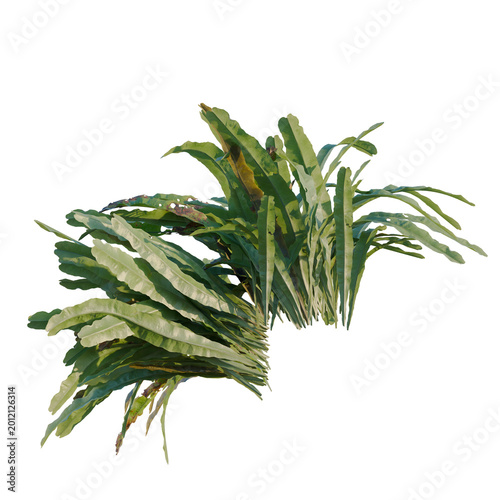 Fotografie Asplenium nidus tree, elevation, front view, cutout, transparent background, iso