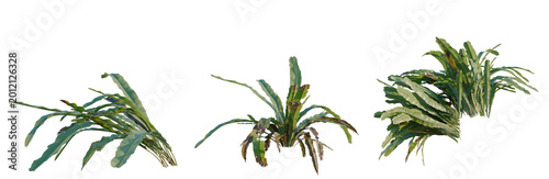 Φωτογραφία Asplenium nidus tree, elevation, front view, cutout, transparent background, iso